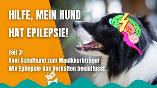 Epilepsie beim Hund 28 Die Stadien eines epileptischen Anfalls und Notfallmedikamente [upl. by Kilroy378]