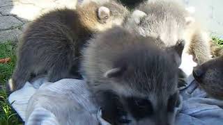 3 WeekOld Baby Raccoons Chattering sounds [upl. by Art]