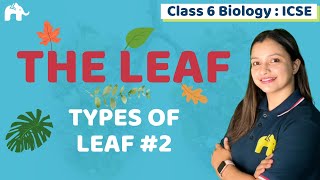 The Leaf Class 6 ICSE Biology Chapter 1  Selina  Types of Leaf 2 [upl. by Nalyak367]