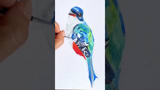 Pintó un tocororo cubano en acuarela art watercolor birdpainting watercolortutorial [upl. by Ainej62]