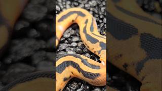 Enchi Pied 66 Desert Ghost hatchling [upl. by Sontich]