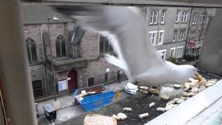 Seagulls eating bread close view [upl. by Mirisola]