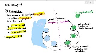 415 Bulk Transport Endocytosis amp Exocytosis Cambridge AS amp A Level Biology 9700 [upl. by Katheryn]