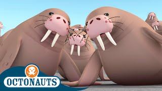 Octonauts  🏔️ The Walrus Chief 🦭  Season 1  Full Episodes  Cartoons for Kids [upl. by Mcquade]