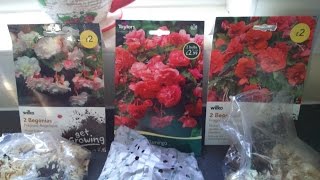 starting begonias for hanging baskets [upl. by Eriam963]