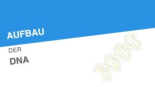 AUFBAU DER DNA  Biologie  Genetik und Entwicklungsbiologie [upl. by Yttiy]