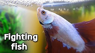 How to take good care of your betta fish [upl. by Morel]