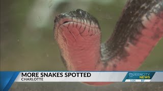 More snakes spotted in Charlotte [upl. by Ramirolg]