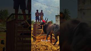 New entry🔥DV சத்ரியன் கருப்பன்❤️‍🔥mass intro🦁jallikattu newR15Kodi [upl. by Ced]