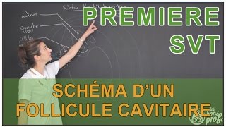 Schéma dun follicule cavitaire  SVT  1ère S  Les Bons Profs [upl. by Summers]