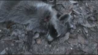 Mares leg Rossi Ranch Hand 100 yard kill shot 357 [upl. by Brindell935]