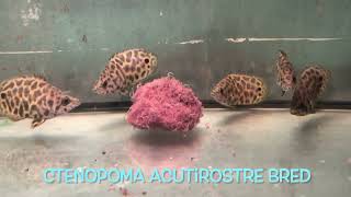 Ctenopoma acutirostre bred [upl. by Assirral293]