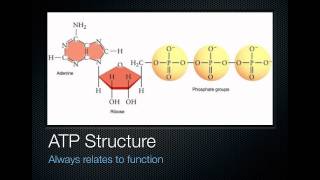 Energy Coupling [upl. by Ner]