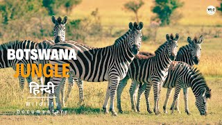 Botswana Jungle Africa 2️⃣  हिन्दी डॉक्यूमेंट्री  Wild animals documentary in Hindi [upl. by Noivart]