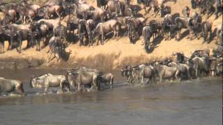 THE GREAT MIGRATION Serengeti  Maramp4 [upl. by Essila]