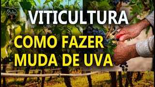 Muda de Uva Como Fazer de forma correta com Sergio Semerdjian [upl. by Eniluqcaj]