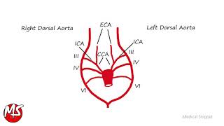 Aortic Arches  Embryology in 2 minutes [upl. by Blakely]