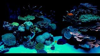 21 Fish in a 120gallon Mixed Reef Aquarium Feeding  TerraReef Aquariums [upl. by Leizahaj]