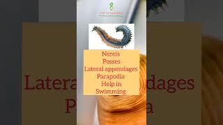 Phylum Annelida  Animal Kingdom VIMAL PRATAP animalkingdomclass11 Annelida biologyshorts [upl. by Rennug861]