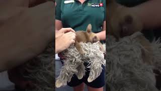 viralvideo  Baby Sloth Videos  Baby Sloth With Mother  Cute Animal Videos  shorts [upl. by Barayon]