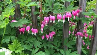 Bleeding Hearts Plant Profile [upl. by Neri]