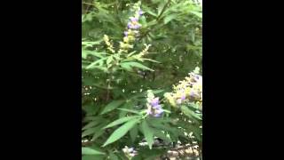 Vitex chaste tree Privacy Shrub Blue Purple Flowers [upl. by Aillicsirp]