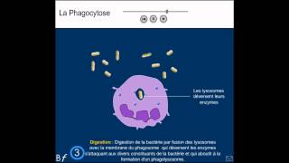 La phagocytose Animation et explication simple shorts [upl. by Tallula]