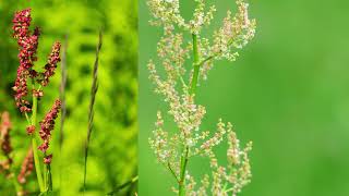 Rumex acetosella [upl. by Dugan]