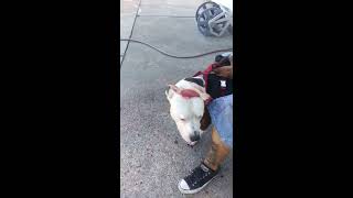 Video shows dog with gunshot wound after allegedly attacking police officer [upl. by Zsamot155]