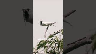 Bellbird  jungleadventure  birdsounds  naturelovers  birdslover  shortvideo [upl. by Elmaleh]