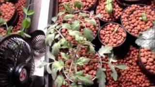 Solar Powered Indoor Hydroponic Tomato amp Vegetable Garden [upl. by Yornek]