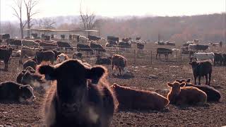 Cattle Shortage Skyrockets Prices Foreshadowing Future Trends [upl. by Gurevich]