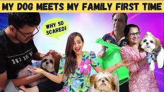 MY DOG meets my FAMILY for FIRST TIME CRAZY REACTIONS [upl. by Aihtak287]