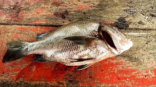 LUTJANUS RIVULATUS FISH  SRI LANKAN FISH CUTTING SKILL  කුරුවිලියා [upl. by Labana753]