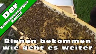 Bienen bekommen wie geht es weiter [upl. by Klemm648]