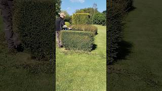 This HEDGE TRIM Is Satisfying shorts [upl. by Blithe]