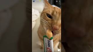 Jambo gets a brain freeze Jschlatt TikTok jschlatt cat cats [upl. by Binny]