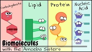 Biomolecules Older Video 2016 [upl. by Macfarlane]