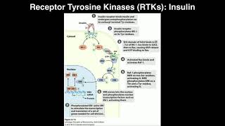 Biosignaling  Receptor Tyrosine Kinases amp Insulin [upl. by Kilby]