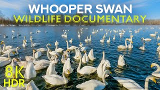 Whooper Swan  A Graceful Migrant  8K Wildlife Documentary about Amazing Birds Voiced by AI [upl. by Ellissa]