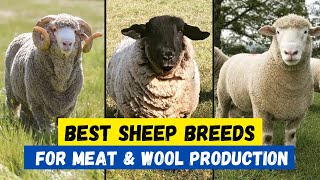 Top 10 Best Sheep Breeds For Meat amp Wool Production  Profitable Sheep Breeds [upl. by Zoellick]