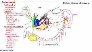 Anatomy of celiac trunk [upl. by Ahseila]