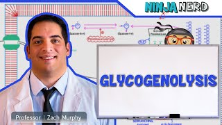 Metabolism  Glycogenolysis [upl. by Kumagai205]