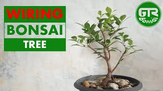 Bonsai Ficus Benjamina beringin kimeng [upl. by Jangro]