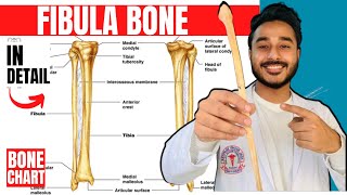 TIBIA PART1 GENERAL FEATURES BY DR MITESH DAVE [upl. by Aevin21]