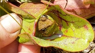 Carnivorous Plant Eats Frog Alive [upl. by Ise]