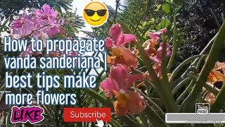 How to propagate vanda sanderiana  waling waling best tips make more flowersmeja useds official [upl. by Nileve]