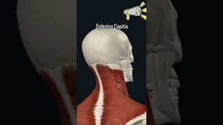 Understanding the Splenius Capitis Musclebodyanatomy 3danimation science anatomy anatomytuition [upl. by Herwick]