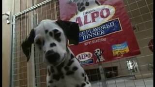 101 Dalmatians  quotDog Starsquot Featurette [upl. by Tioneb]