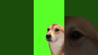 Chill Dog Meme Vibing Nodding to the Music  Green Screen for Memes greenscreen funnydogs vibing [upl. by Thalia]